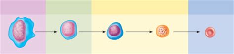 chapter 18 anatomy and physiology quizlet|More.